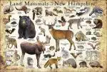 Land mammals of New Hampshire poster print