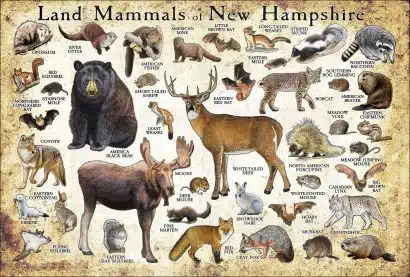 Land mammals of New Hampshire poster print
