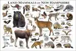 Land Mammals of New Hampshire poster print