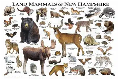 Land Mammals of New Hampshire poster print