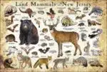 Land Mammals of New Jersey poster print