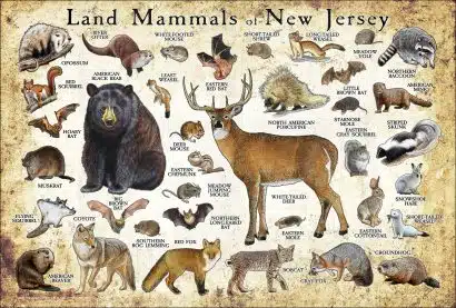 Land Mammals of New Jersey poster print