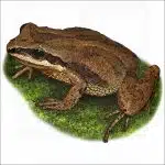 New Jersey Chorus Frog illustration