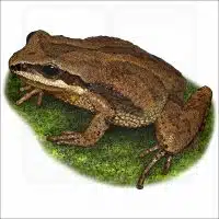 New Jersey Chorus Frog illustration