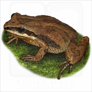 New Jersey Chorus Frog illustration