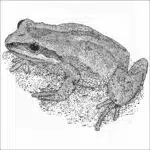 New Jersey Chorus Frog