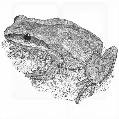 New Jersey Chorus Frog