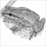 New Jersey Chorus Frog