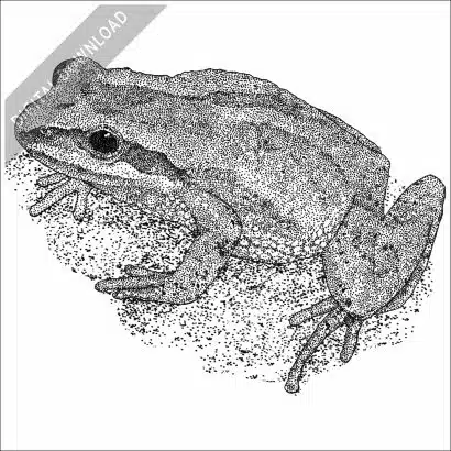 New Jersey Chorus Frog