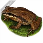 New Jersey Chorus Frog stock image