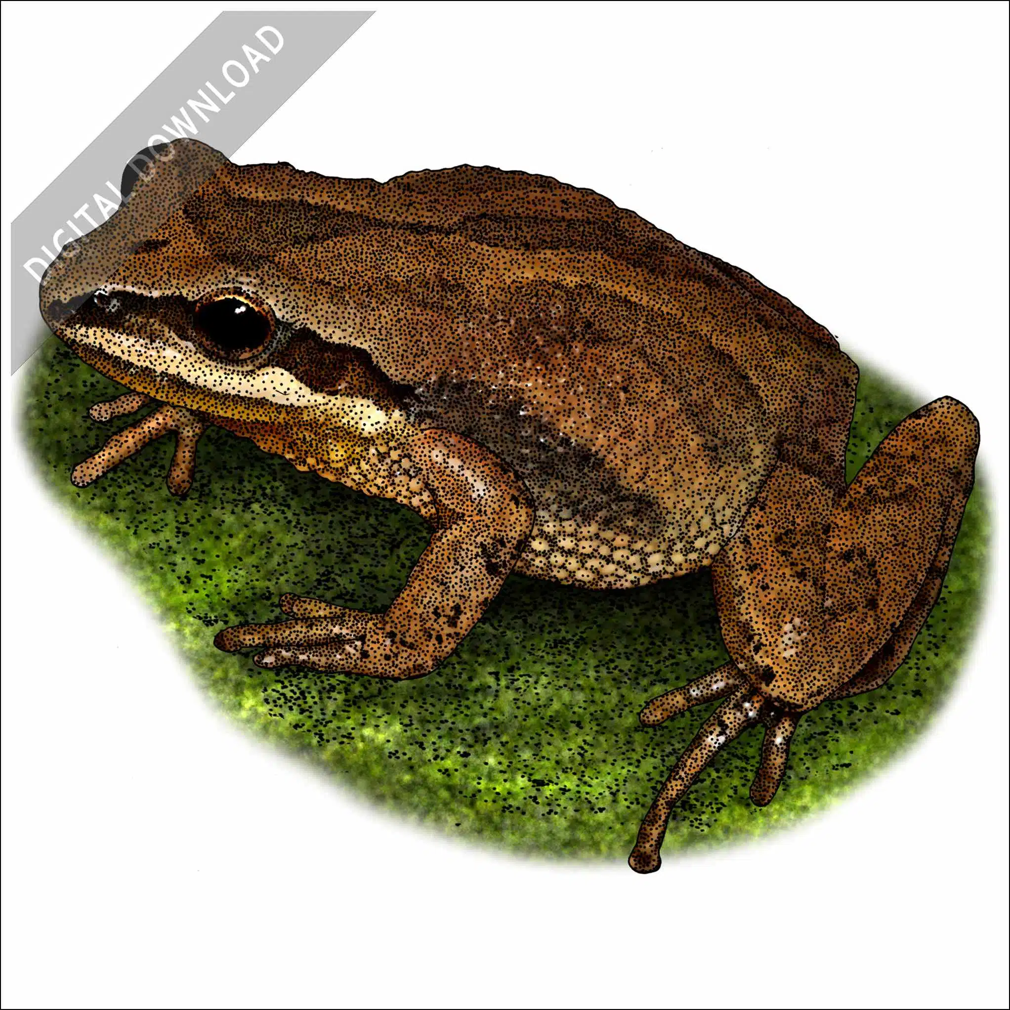 New Jersey Chorus Frog New Jersey Chorus Frog stock image