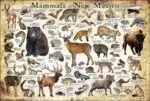 Mammals of New Mexico poster print