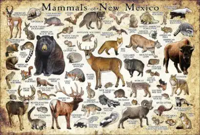 Mammals of New Mexico poster print