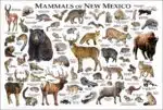 Mammals of New Mexico poster print