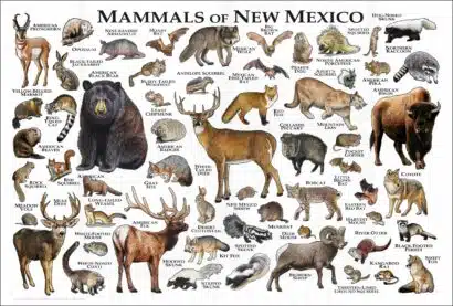 Mammals of New Mexico poster print