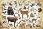 Land Mammals of New York poster print