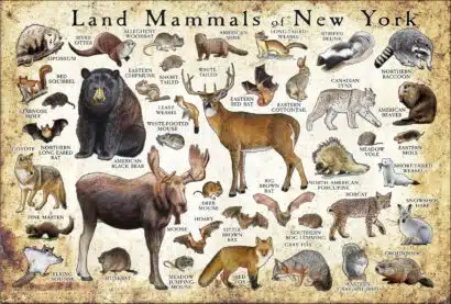 Land Mammals of New York poster print