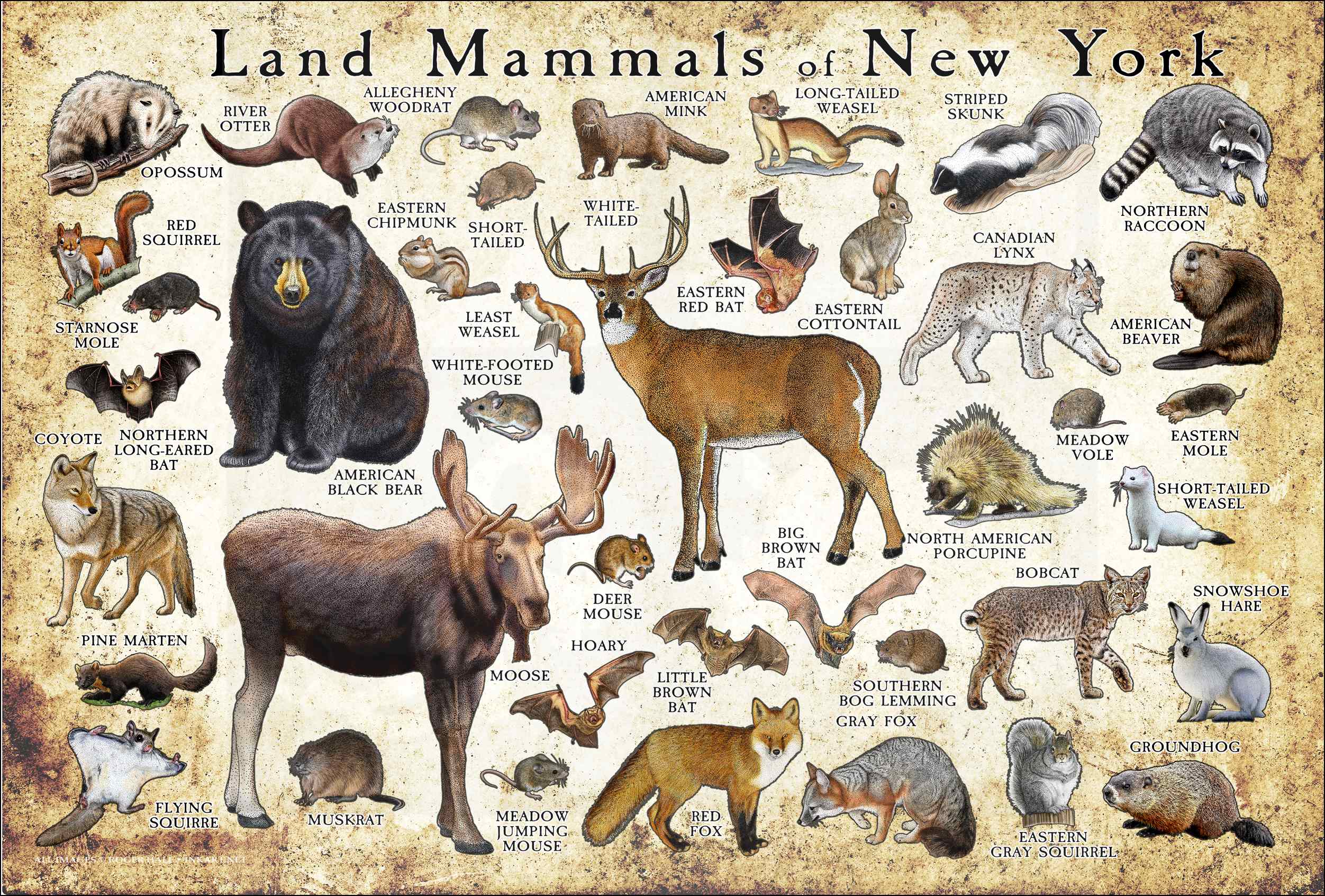 Land Mammals of New York Poster Print Land Mammals of New York Poster Print