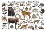 Land Mammals of New York poster print