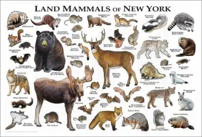 Land Mammals of New York poster print