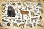 Land Mammals of North Carolina poster print