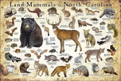 Land Mammals of North Carolina poster print