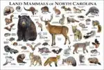 Land Mammals of North Carolina poster print