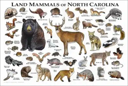 Land Mammals of North Carolina poster print