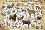 Mammals of North Dakota poster print