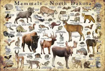 Mammals of North Dakota poster print
