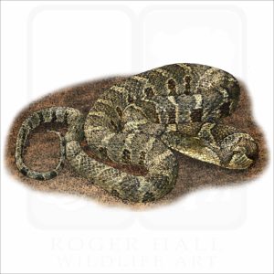 Common or Northern Watersnake illustration
