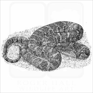 Common or Northern Watersnake