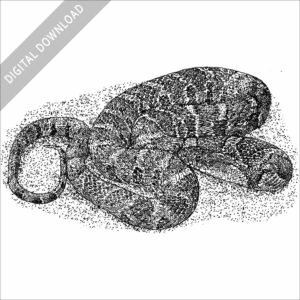 Common or Northern Watersnake