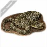 Common or Northern Watersnake stock image