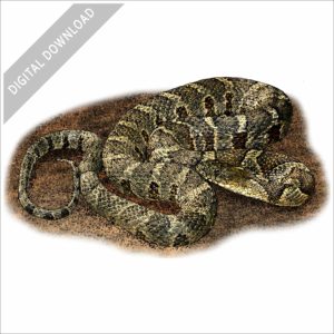 Common or Northern Watersnake stock image
