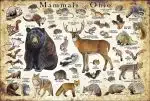 Mammals of Ohio poster print