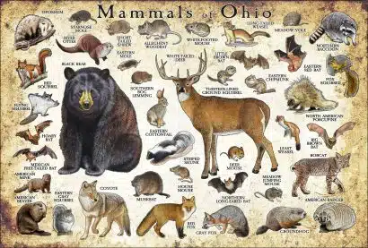 Mammals of Ohio poster print