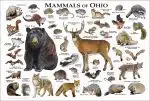 Mammals of Ohio poster print