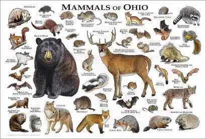 Mammals of Ohio poster print