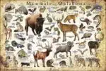 Mammals of Oklahoma poster print