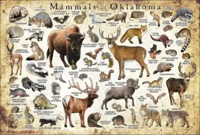 Mammals of Oklahoma poster print