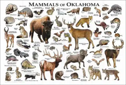 Oklahoma Land Mammals poster print
