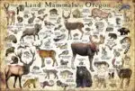 Land Mammals of Oregon poster print
