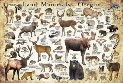Land Mammals of Oregon poster print