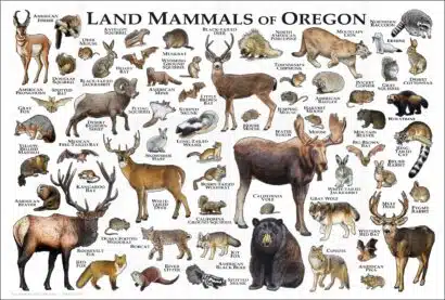 Oregon Land Mammals poster print