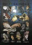 Owls of California poster print