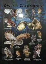 Owls of California poster print