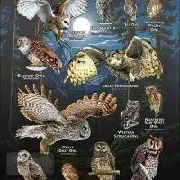 Owls of California poster print