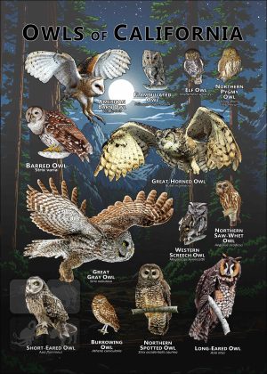 Owls of California poster print