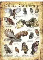 Owls of California Poster Print - Image 3